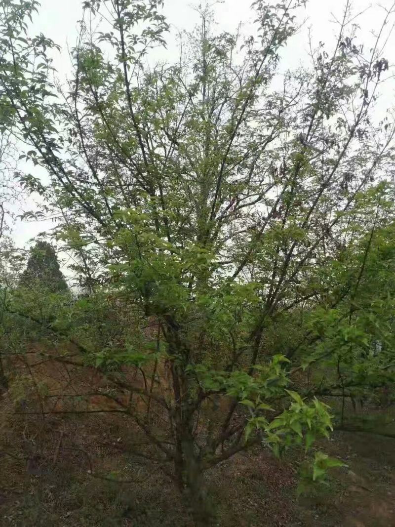 山茱萸，丛生山茱萸，各种规格齐全