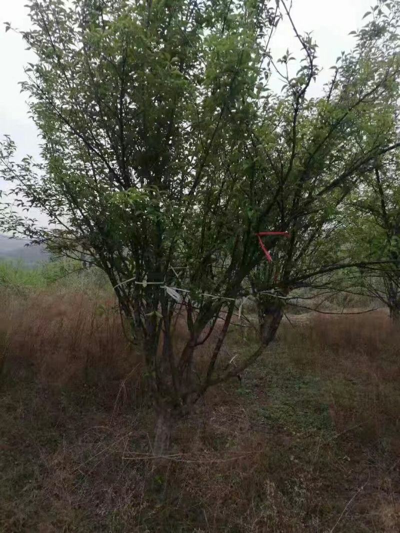 山茱萸，丛生山茱萸，各种规格齐全