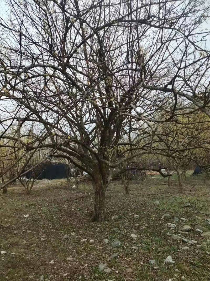 山茱萸，丛生山茱萸，各种规格齐全