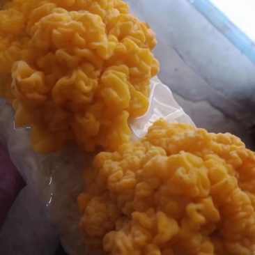 金耳菌