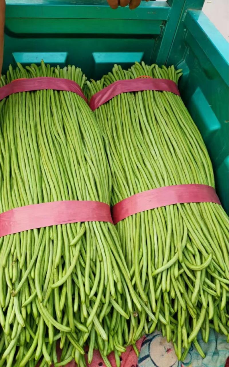 精品长豆角上市质量品质优良，条长，颜色鲜亮。