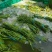 精品长豆角上市质量品质优良，条长，颜色鲜亮。