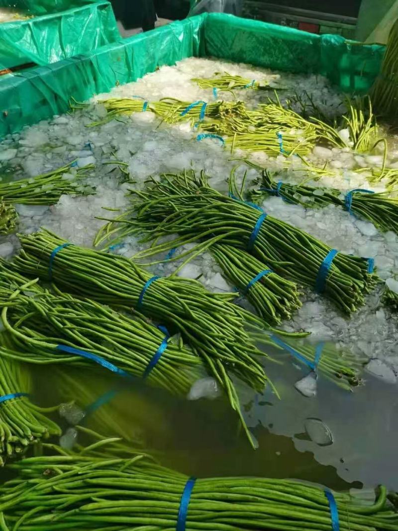 精品长豆角上市质量品质优良，条长，颜色鲜亮。