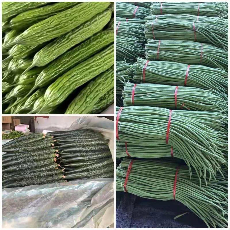 精品长豆角上市质量品质优良，条长，颜色鲜亮。