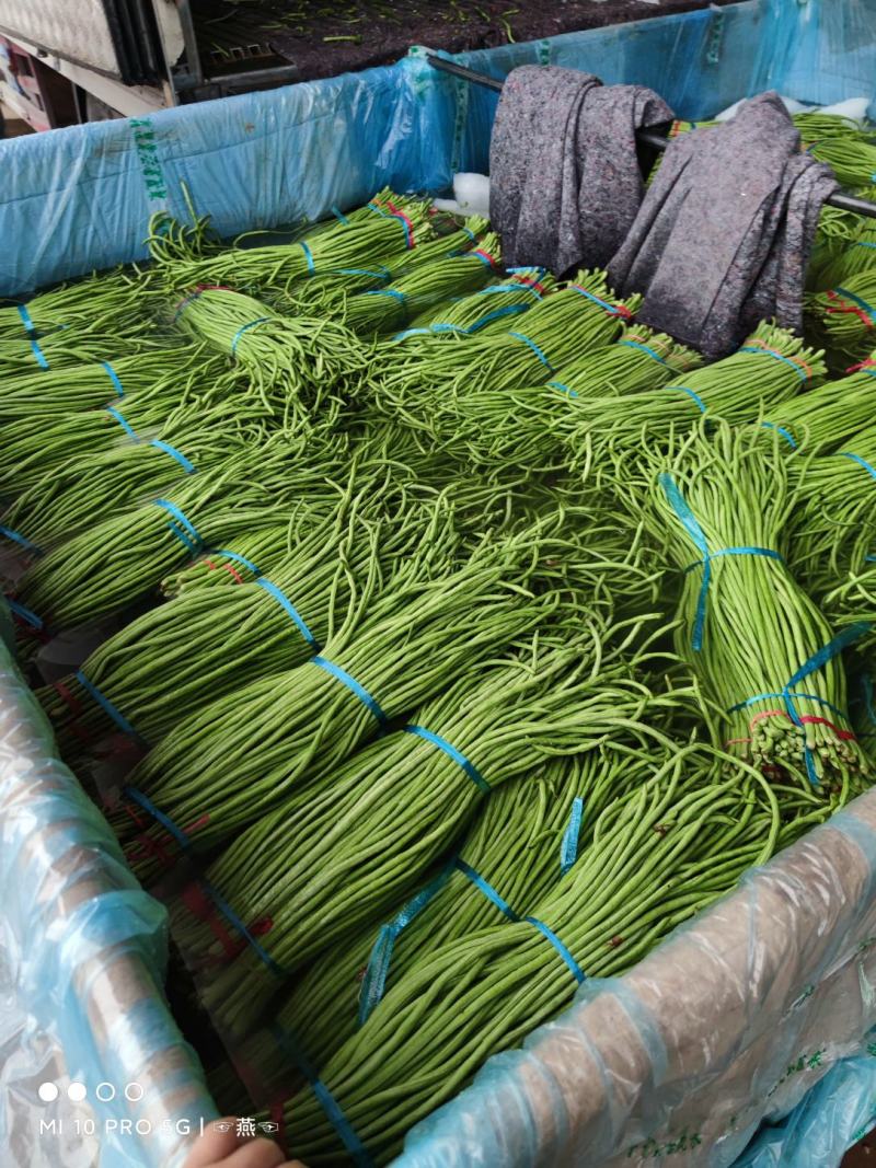 精品长豆角上市质量品质优良，条长，颜色鲜亮。