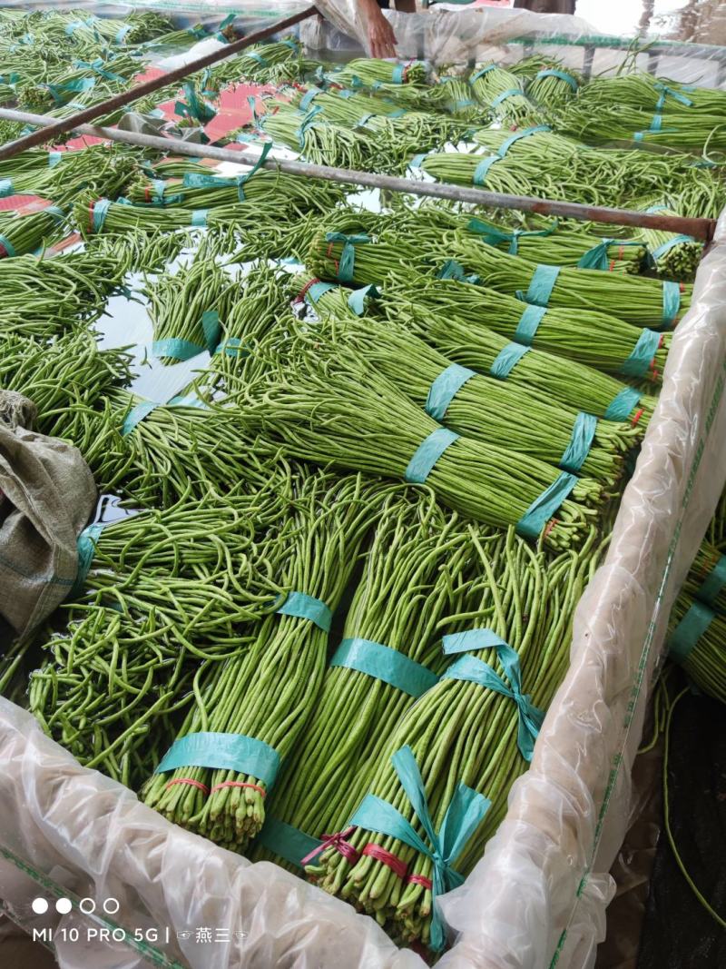 精品长豆角上市质量品质优良，条长，颜色鲜亮。