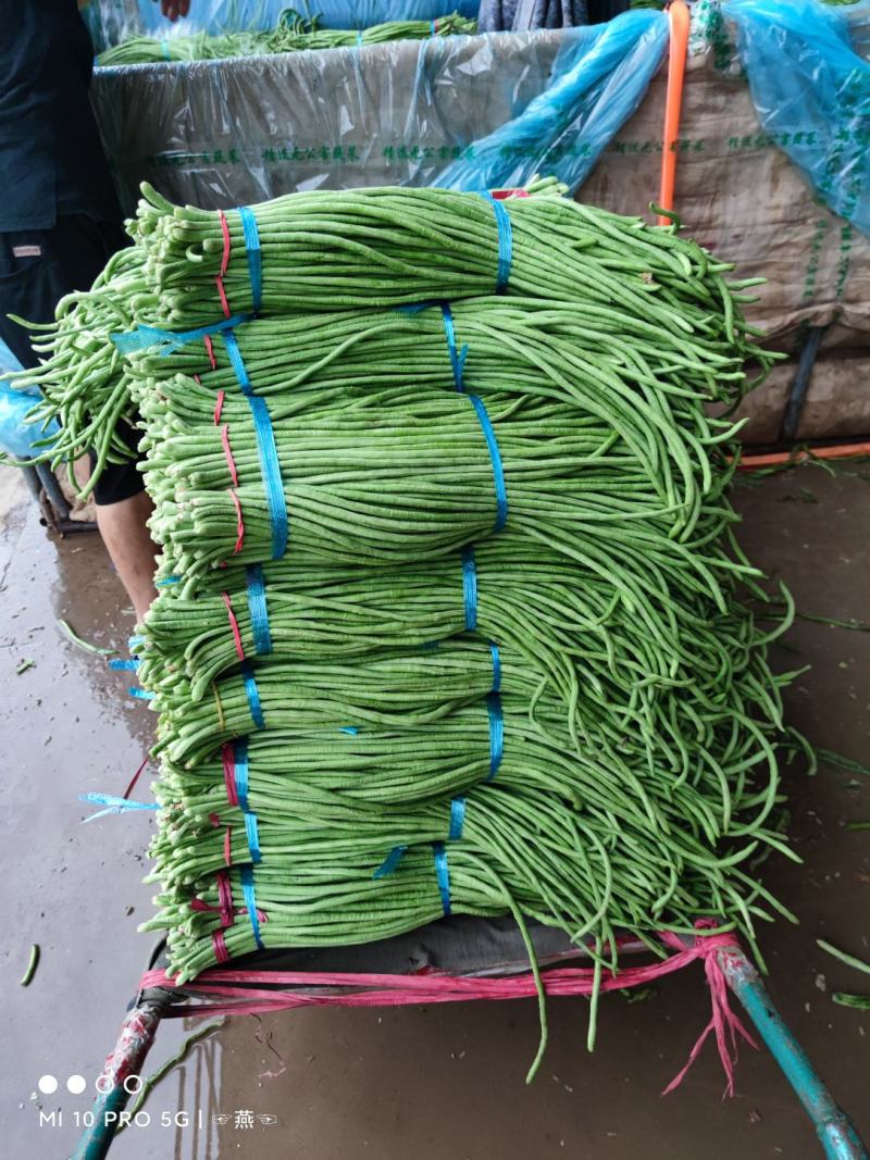 精品长豆角上市质量品质优良，条长，颜色鲜亮。
