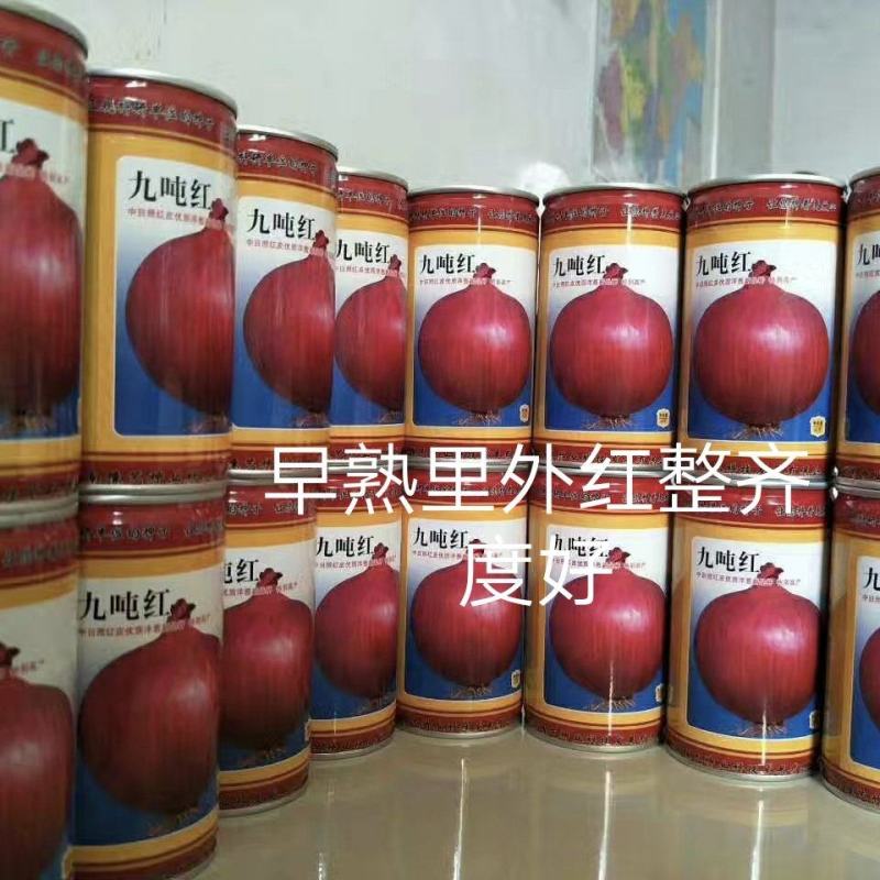 九吨红洋葱种子抗病性好产量高囗感好易管理商品性强