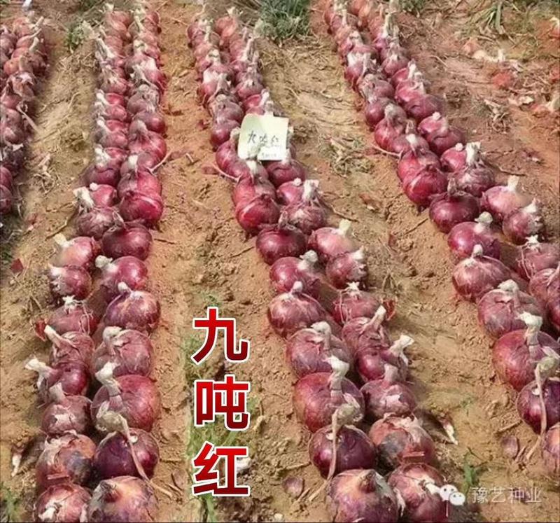 九吨红洋葱种子抗病性好产量高囗感好易管理商品性强