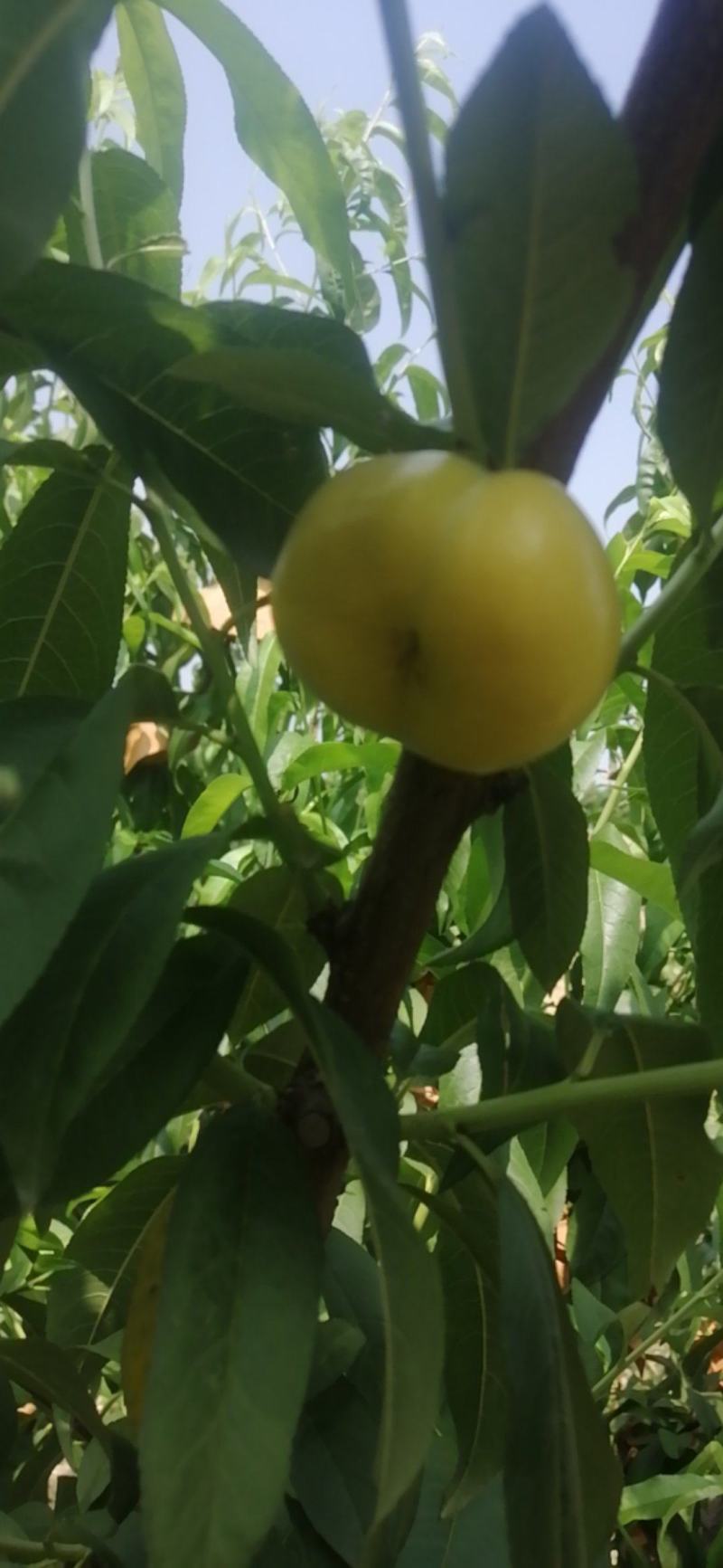 金香妃6-6大量上市，甜蜜多汁，