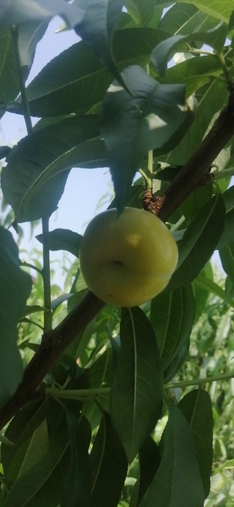 金香妃6-6大量上市，甜蜜多汁，