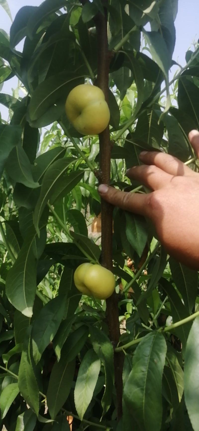 金香妃6-6大量上市，甜蜜多汁，