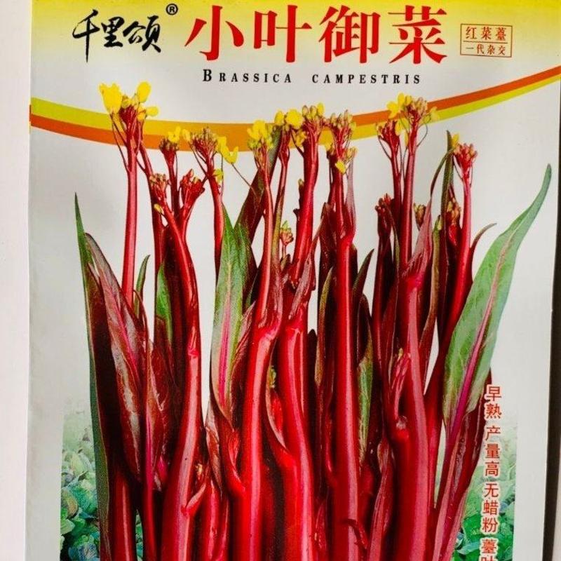 小叶御菜菜苔种子，10克
