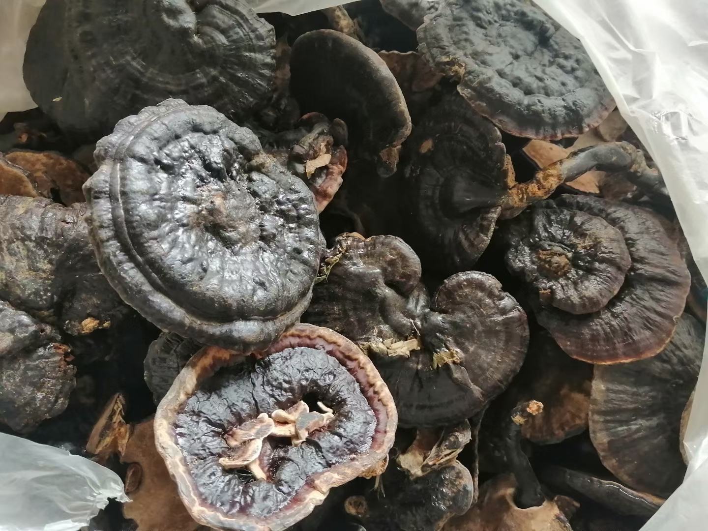 黑芝麻实物图