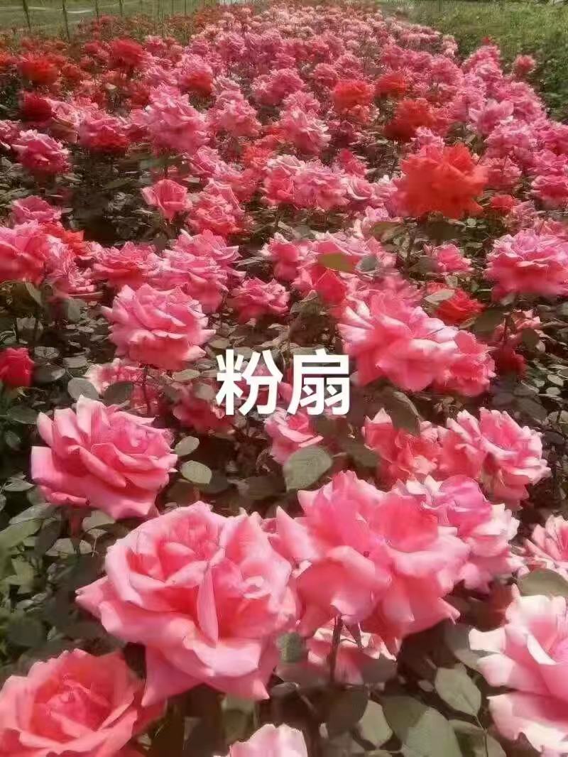 月季杯苗，月季苗，常年销售各种规格月季杯苗