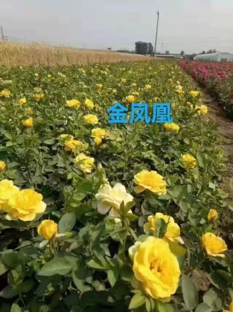 月季杯苗，月季苗，常年销售各种规格月季杯苗