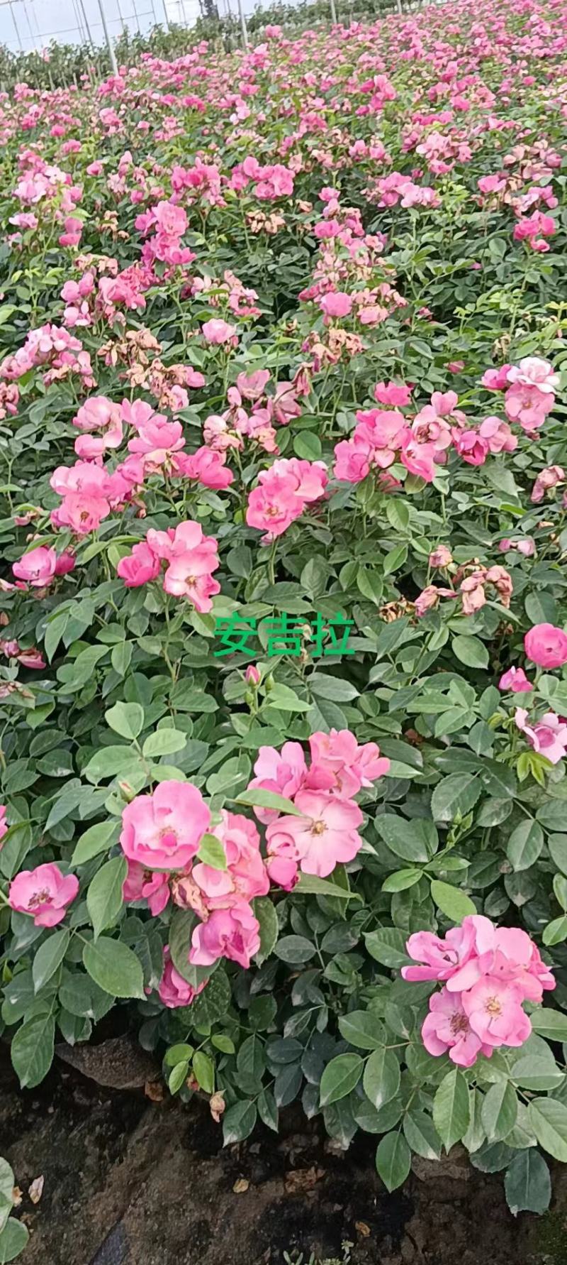 月季杯苗，月季苗，常年销售各种规格月季杯苗