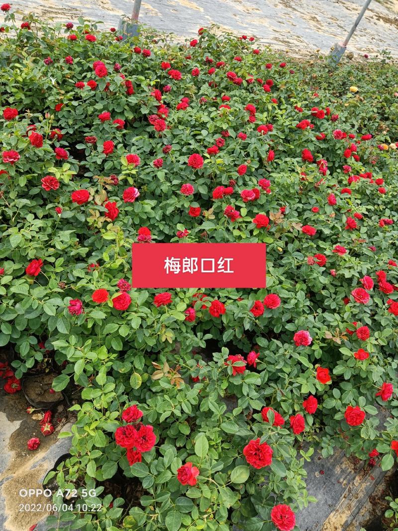 月季杯苗，月季苗，常年销售各种规格月季杯苗