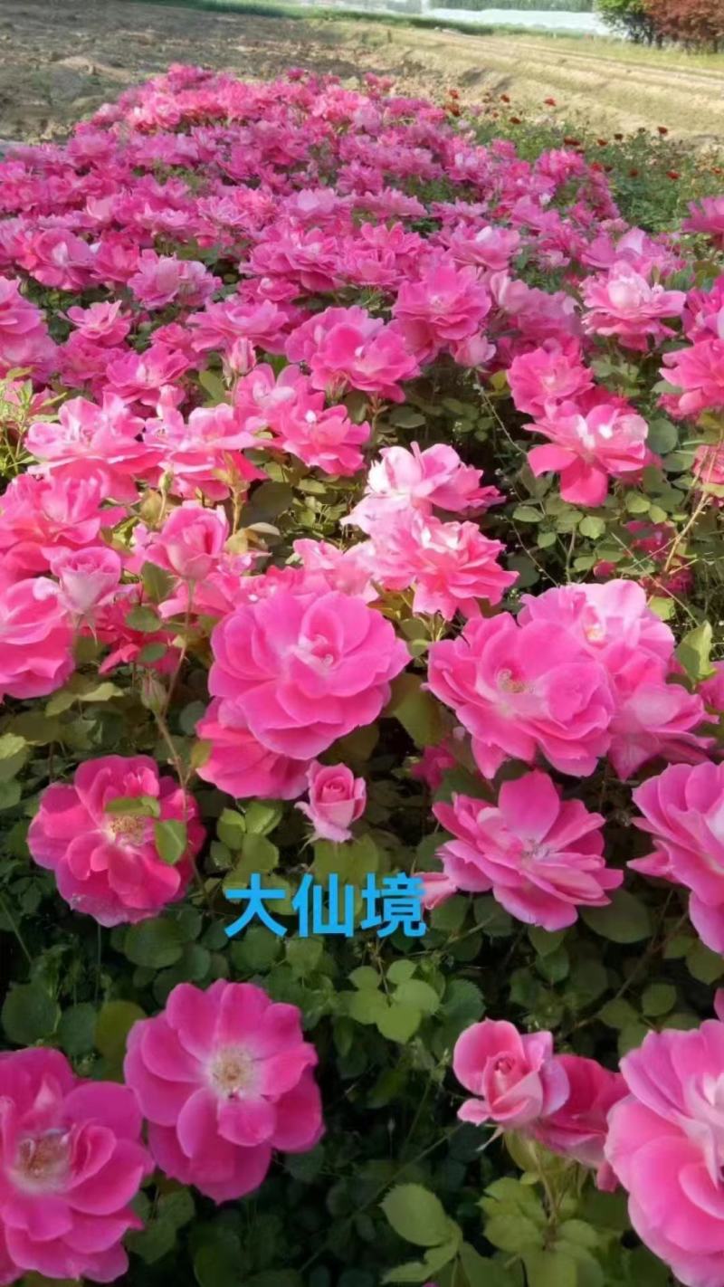 月季杯苗，月季苗，常年销售各种规格月季杯苗