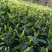高山云雾茶