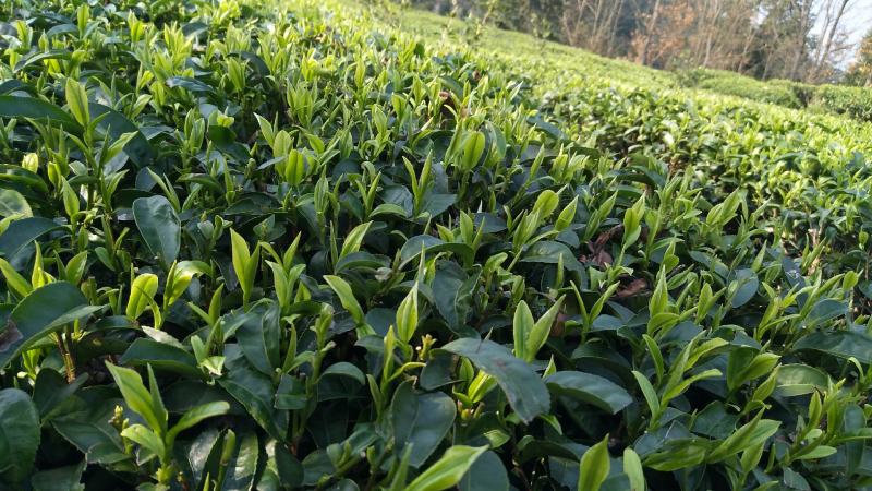 高山云雾茶