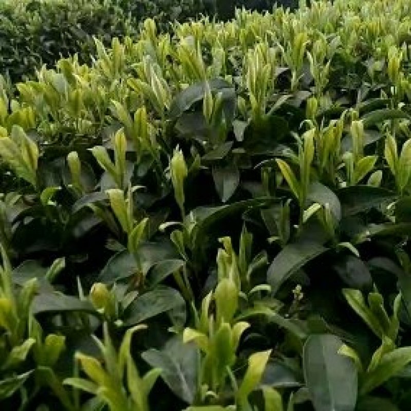 高山云雾茶
