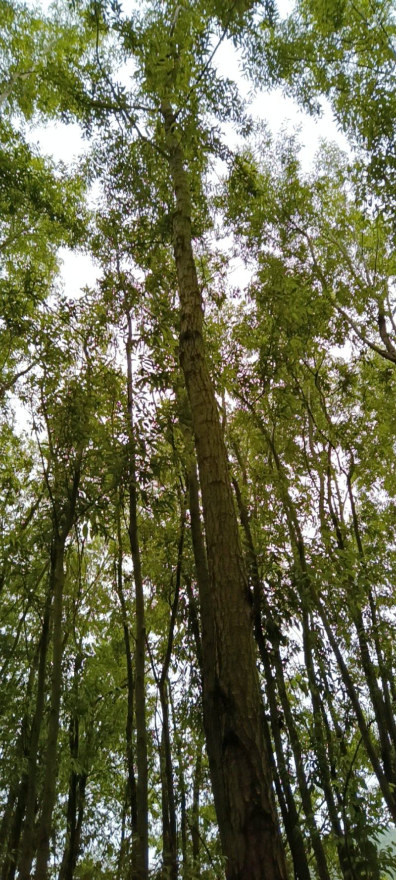 优质竹柳一手货源量大从优。