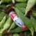 白糯玉米
