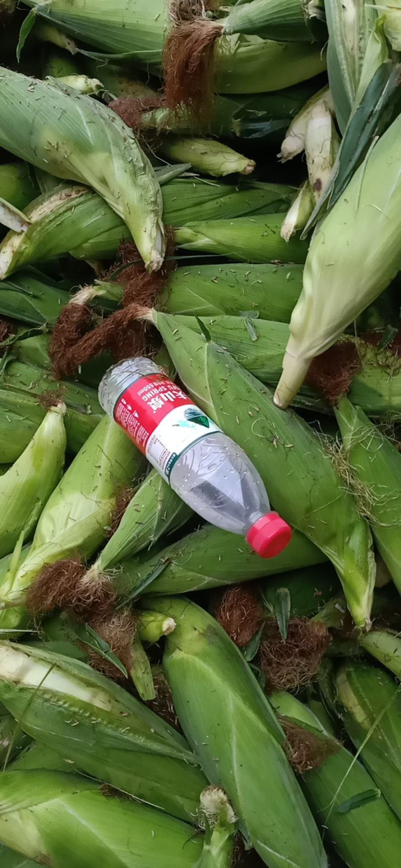 白糯玉米