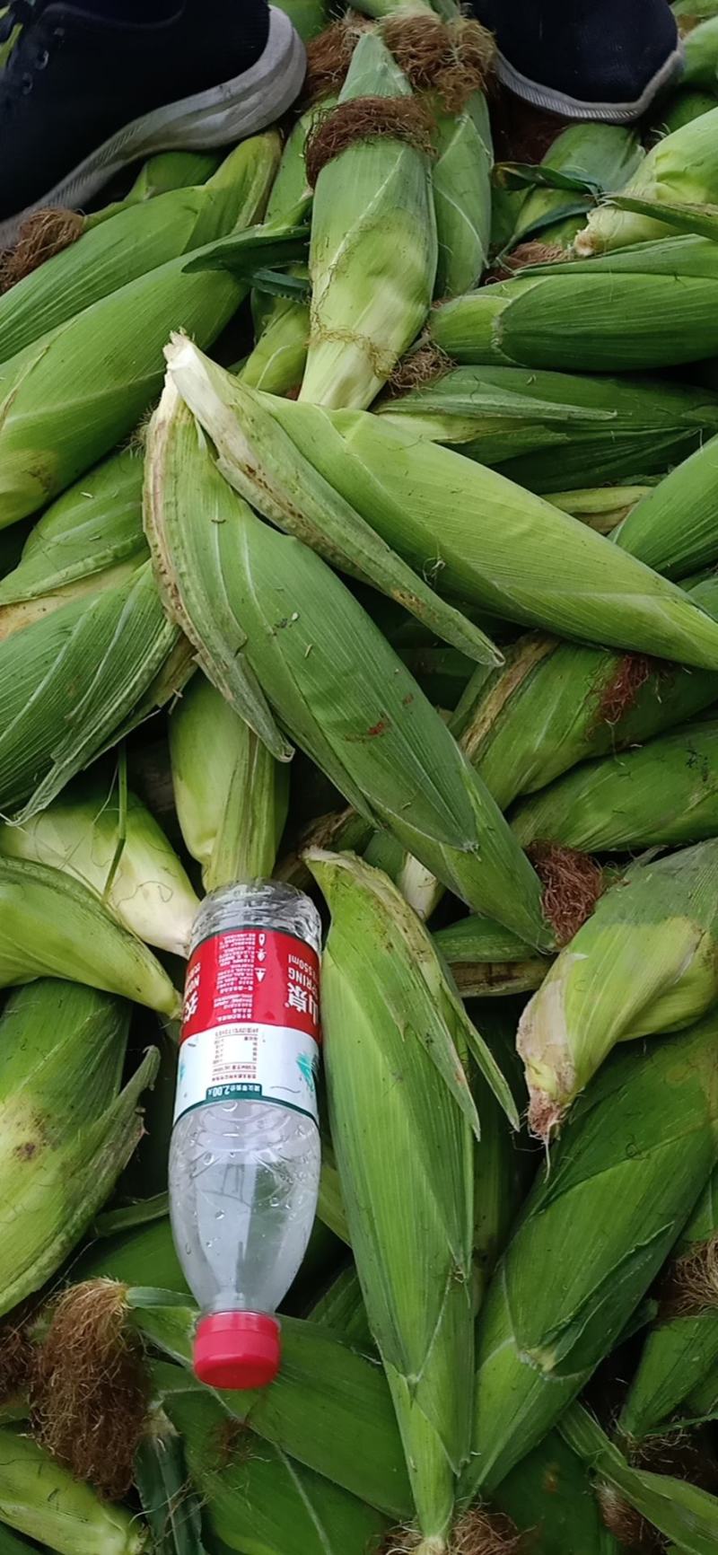 白糯玉米