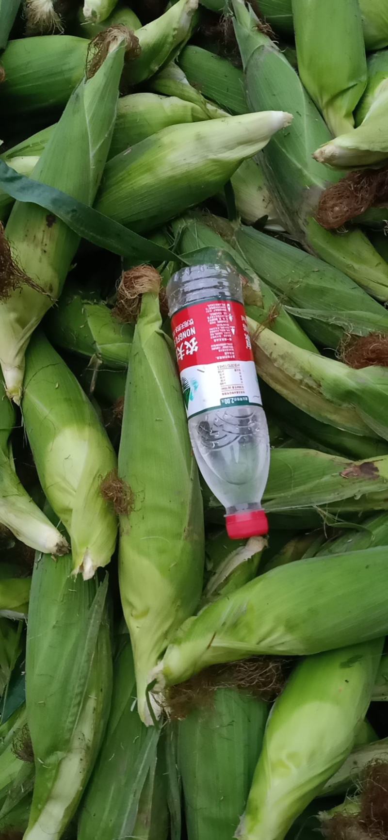 白糯玉米