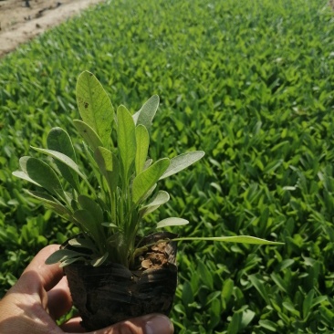 金鸡菊