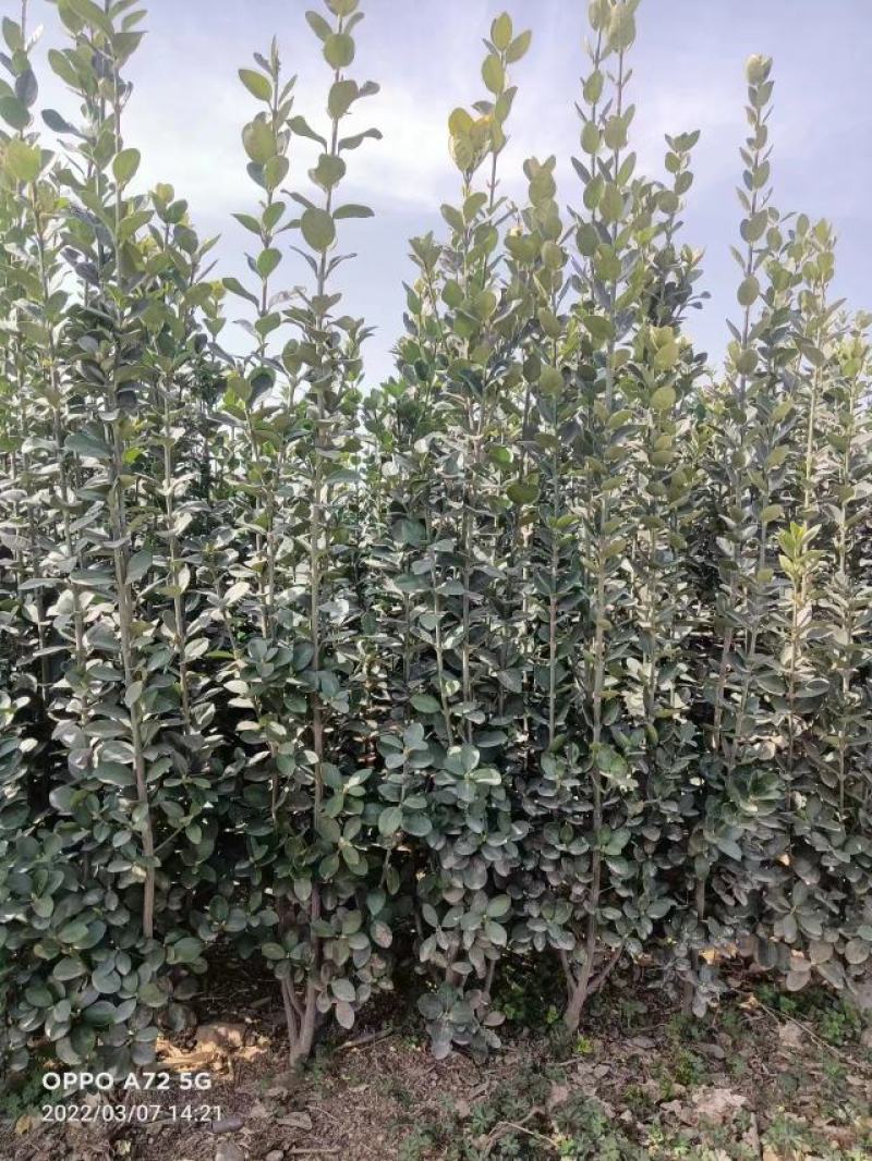 北海道黄杨1.5米到2.2米，常年销售各种规格北海道黄洋