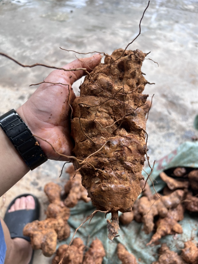 野生土茯苓选个鲜货广西产地一手货源大量供应
