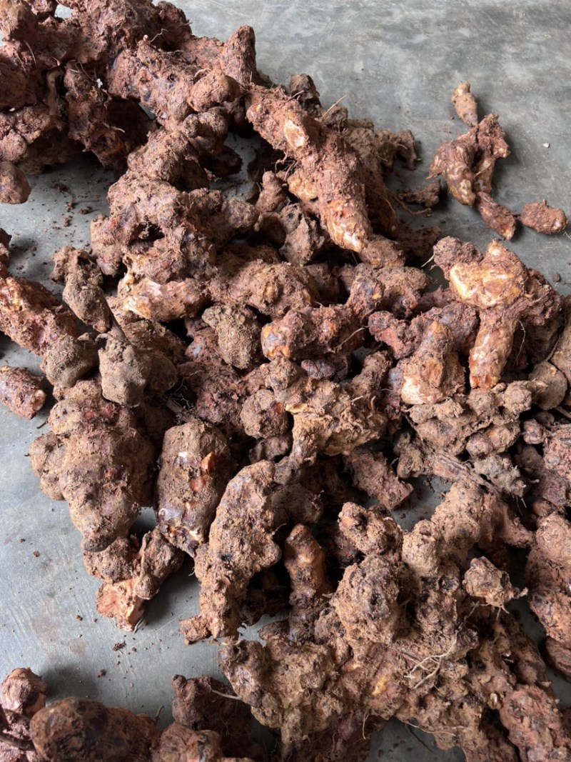 野生土茯苓选个鲜货广西产地一手货源大量供应