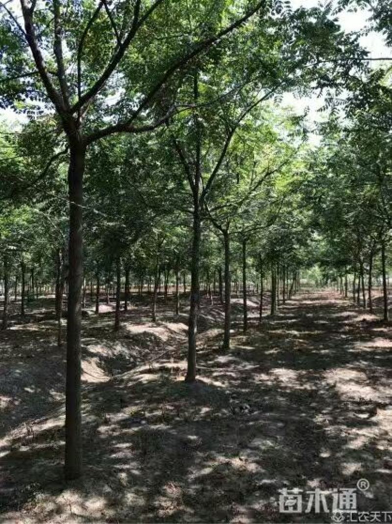北栾树8公分到25公分