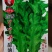脆香甜苦麦种子，4000粒
