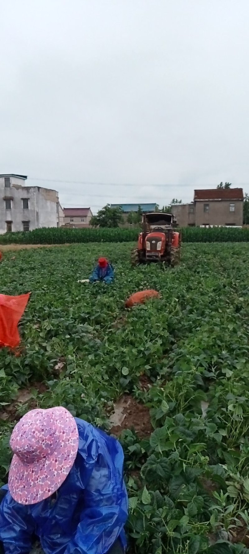 刀豆，，，，，，，