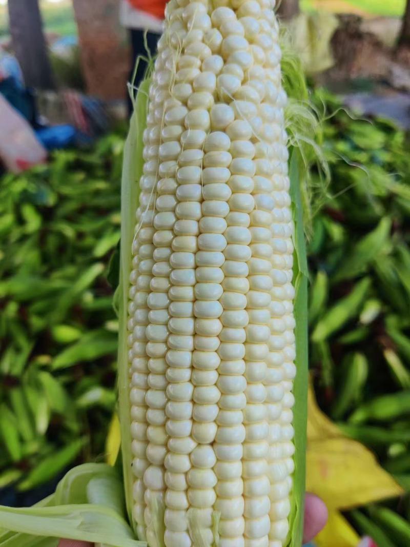 精品白糯玉米鲜玉米基地种植价格实惠