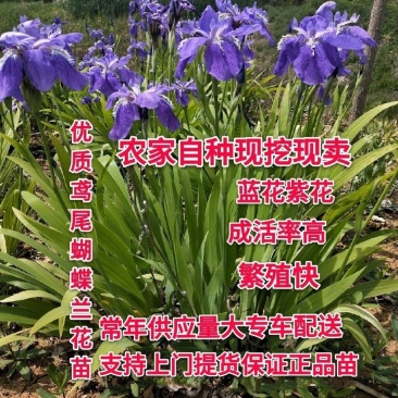 庭院绿化苗鸢尾苗蝴蝶兰苗蓝花鸢尾苗盆栽地栽花卉植物绿植