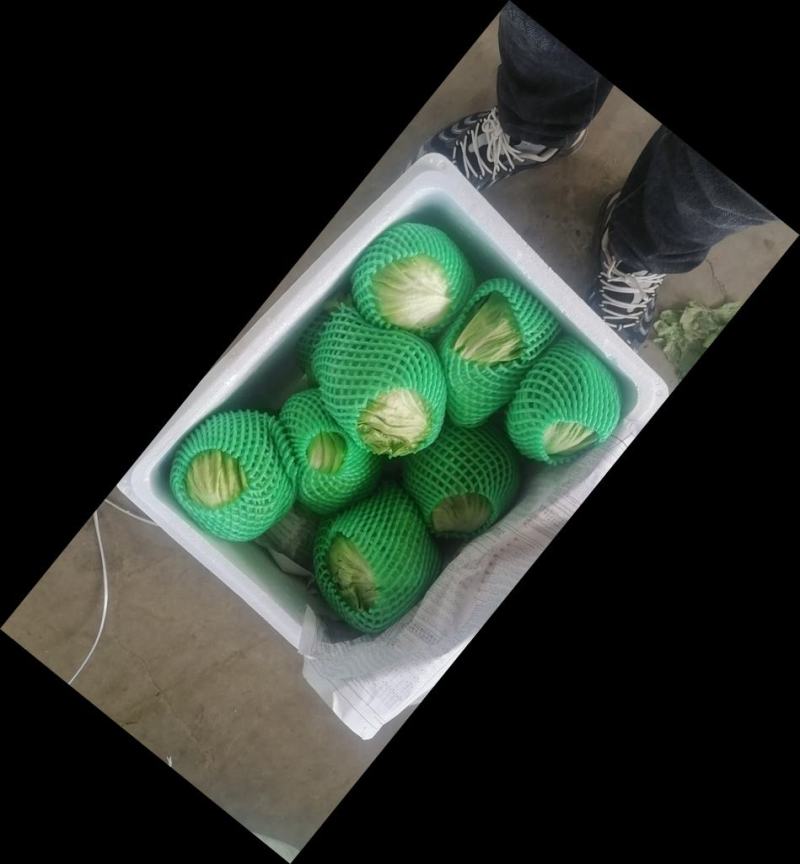 圆生菜