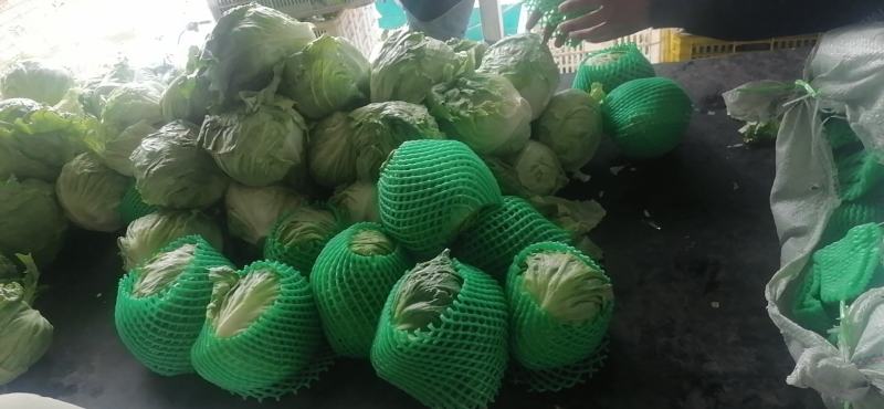 圆生菜