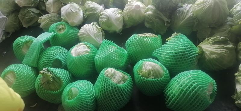 圆生菜