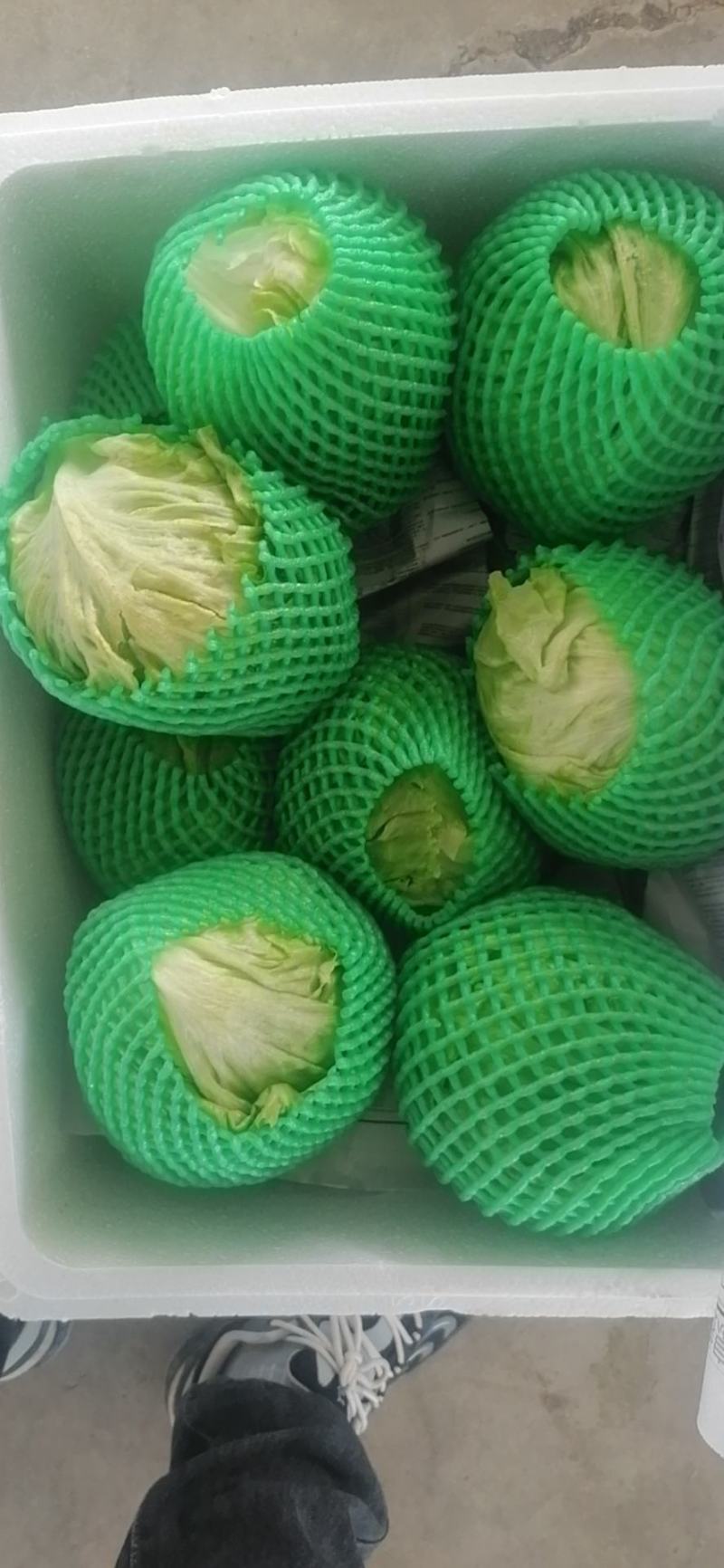 圆生菜