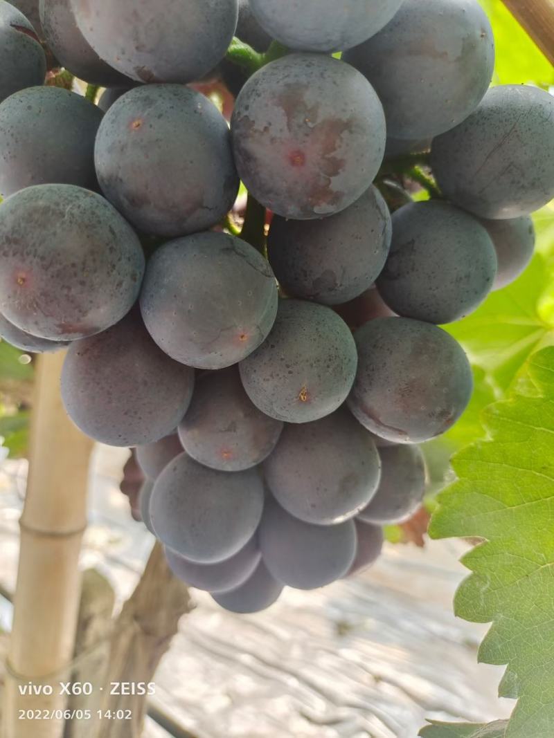 夏黑葡萄
