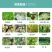 苯甲吡唑脂杀菌剂草莓白粉病梨树锈病斑点落叶病纹枯病疮痂病