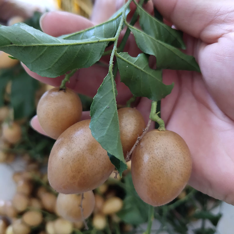 福建漳州下河黄皮果，自家果园种植，好黄皮果