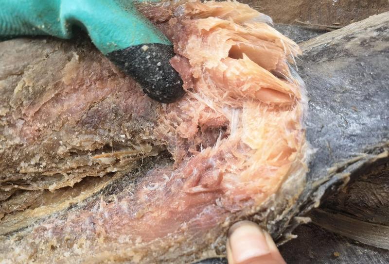 广东梅香马鲛鱼咸鱼糟鱼鲅鱼海产批发一手货源
