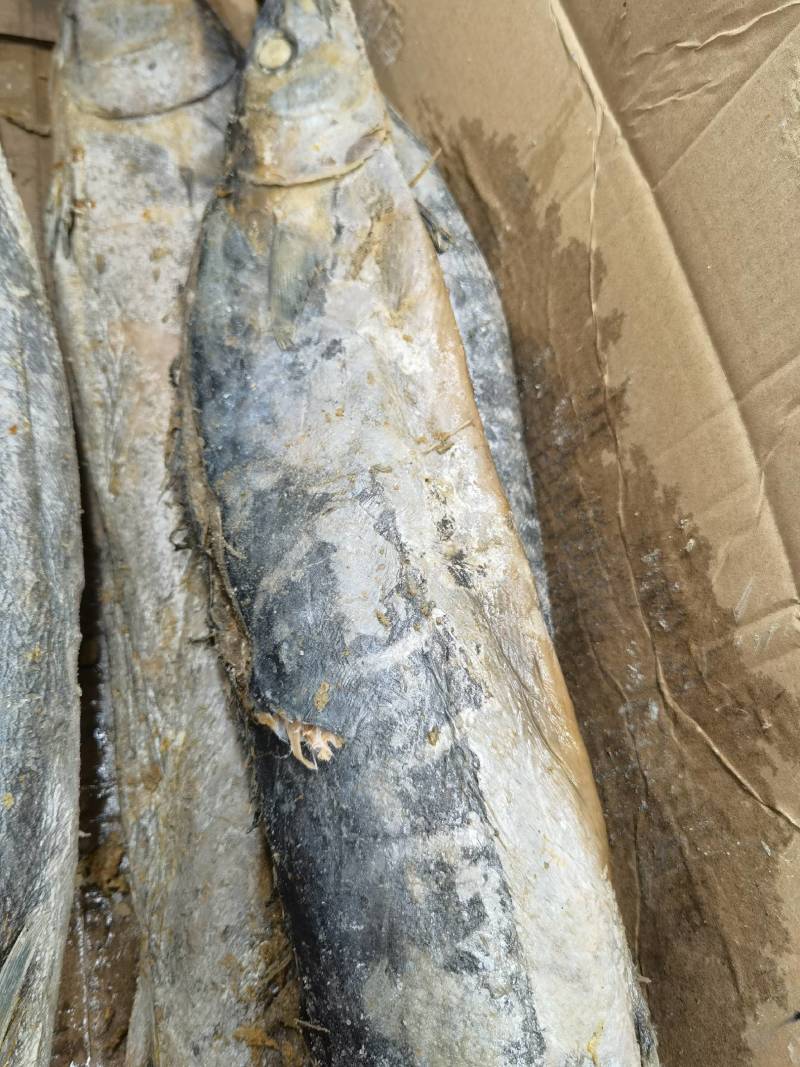 广东梅香马鲛鱼咸鱼糟鱼鲅鱼海产批发一手货源