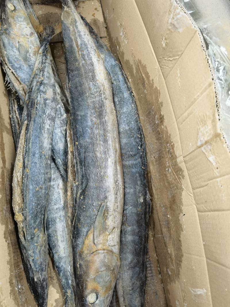 广东梅香马鲛鱼咸鱼糟鱼鲅鱼海产批发一手货源